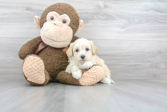 Maltipoo Puppy for Adoption