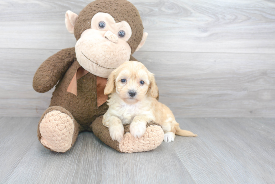 Maltipoo Pup Being Cute