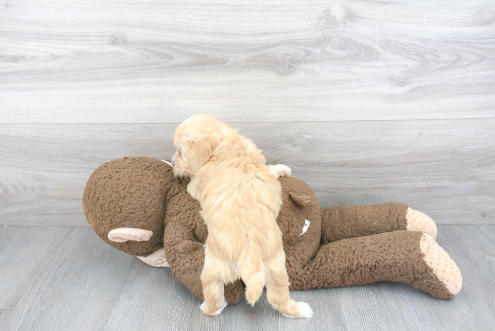 Maltipoo Puppy for Adoption