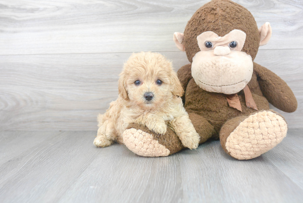 Funny Maltipoo Poodle Mix Pup