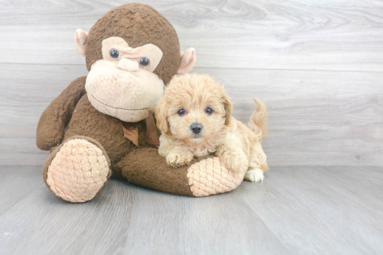 Little Maltese Poodle Poodle Mix Puppy