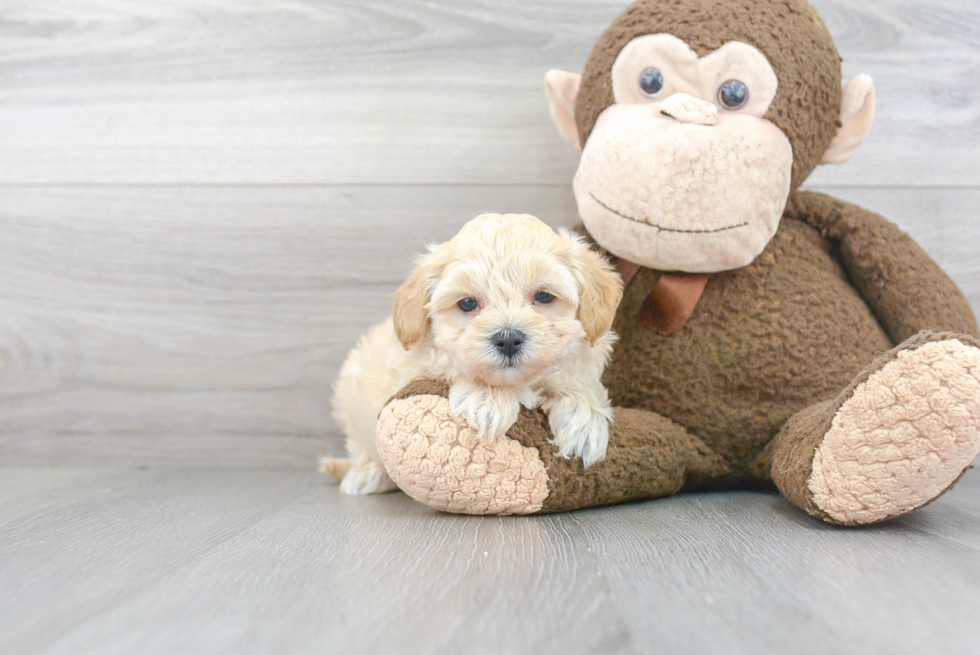 Best Maltipoo Baby