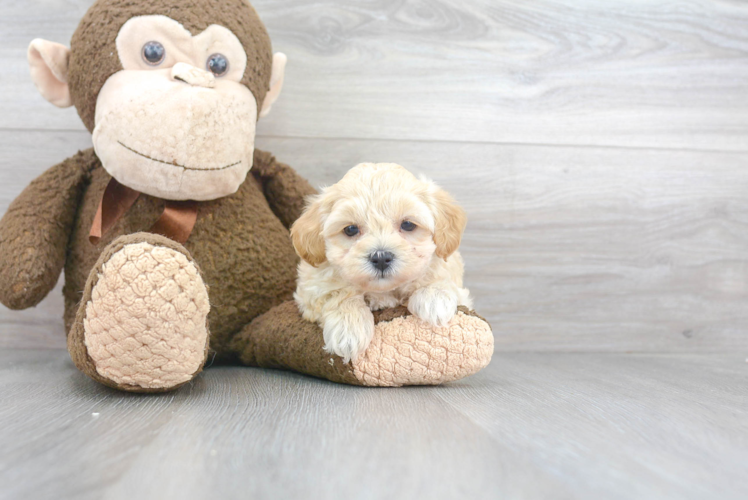 Friendly Maltipoo Baby