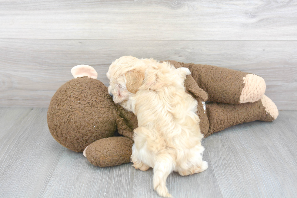 Fluffy Maltipoo Poodle Mix Pup