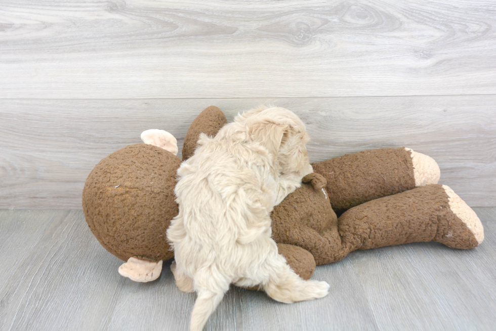 Maltipoo Puppy for Adoption