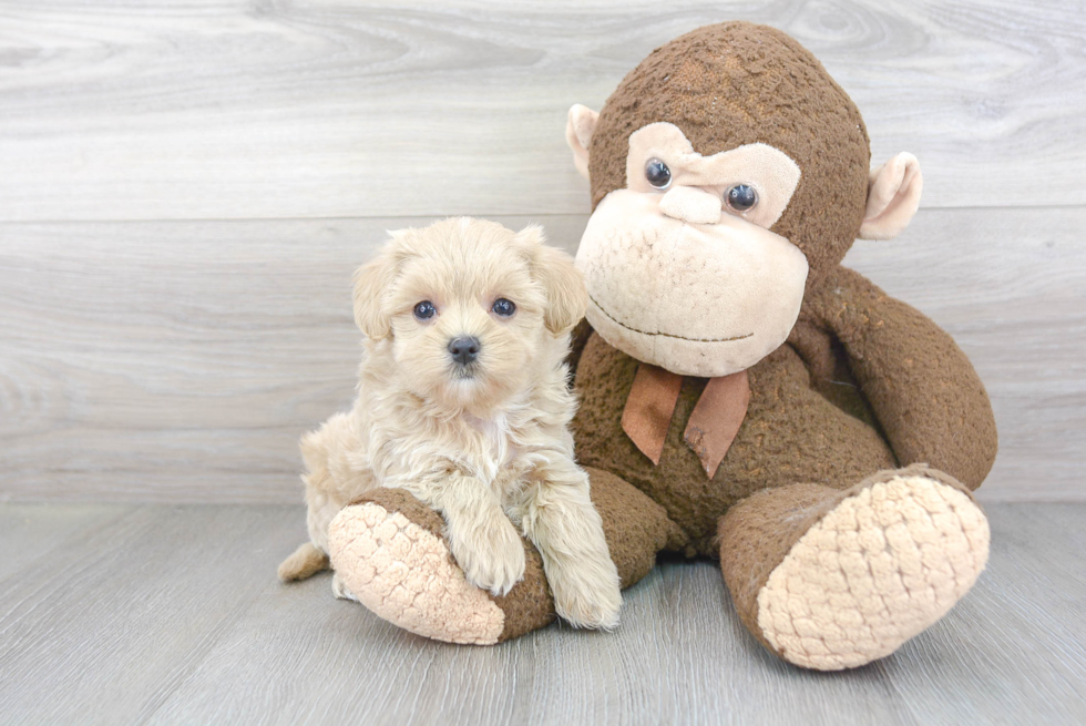 Maltipoo Pup Being Cute