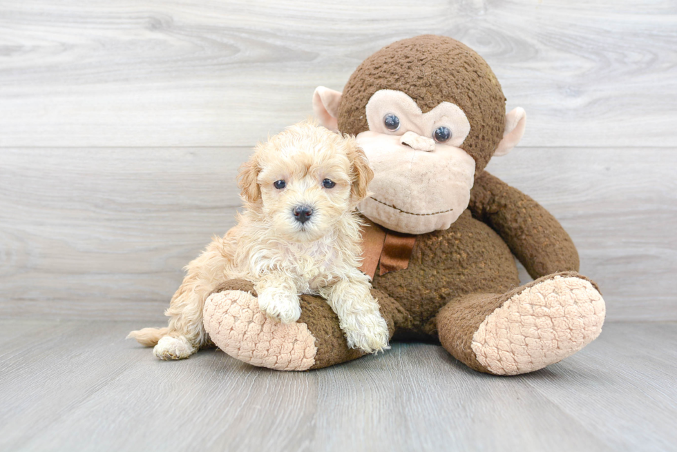 Hypoallergenic Maltepoo Poodle Mix Puppy