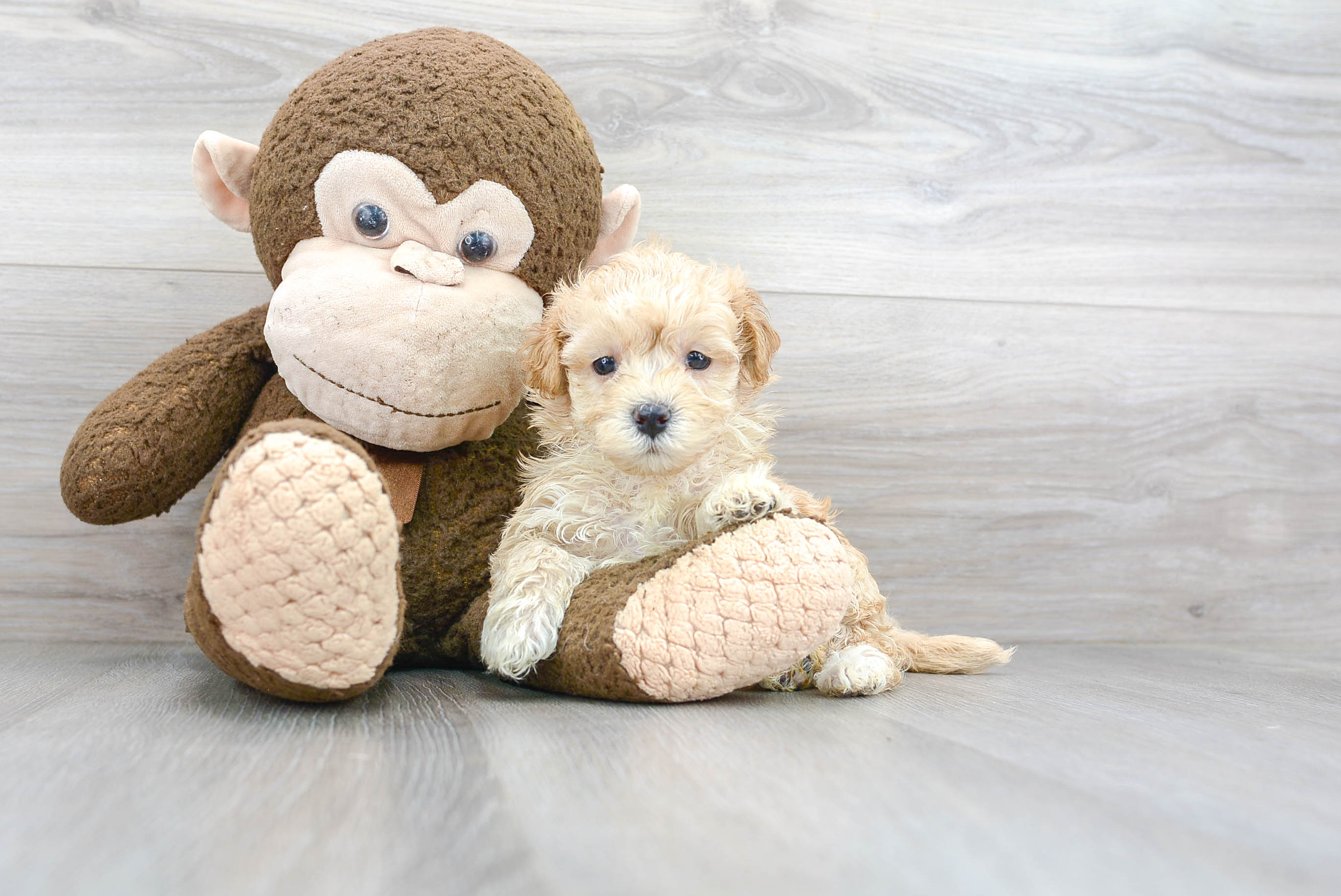 Playful Maltese Poodle Poodle Mix Puppy