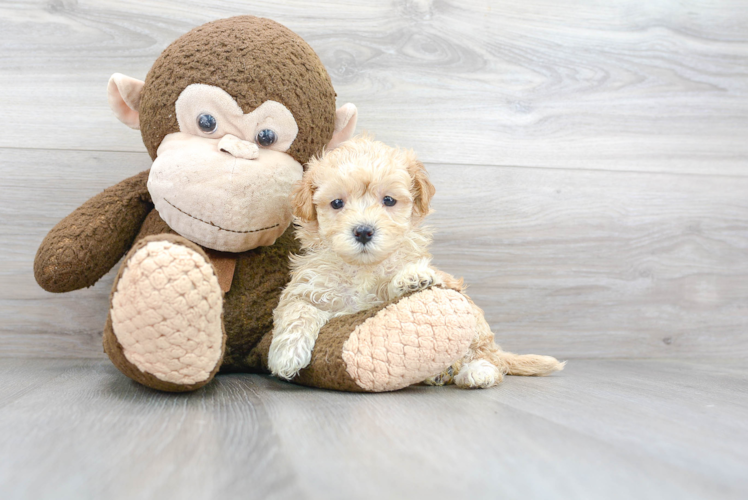 Playful Maltese Poodle Poodle Mix Puppy