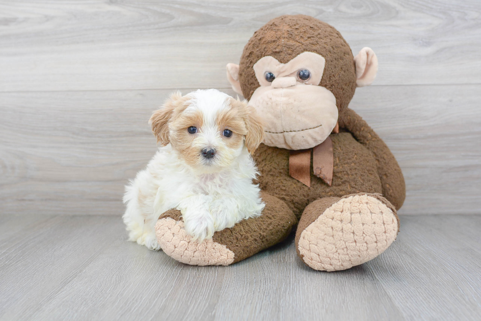 Funny Maltipoo Poodle Mix Pup