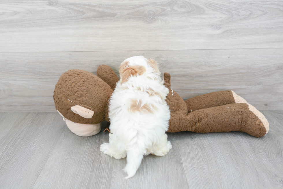 Little Maltepoo Poodle Mix Puppy