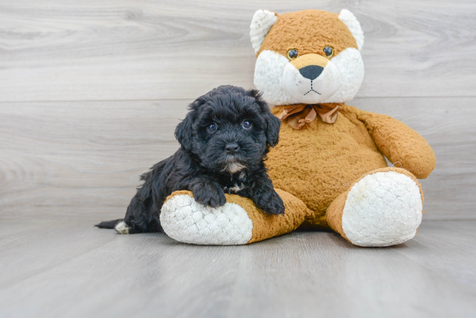 Small Maltipoo Baby