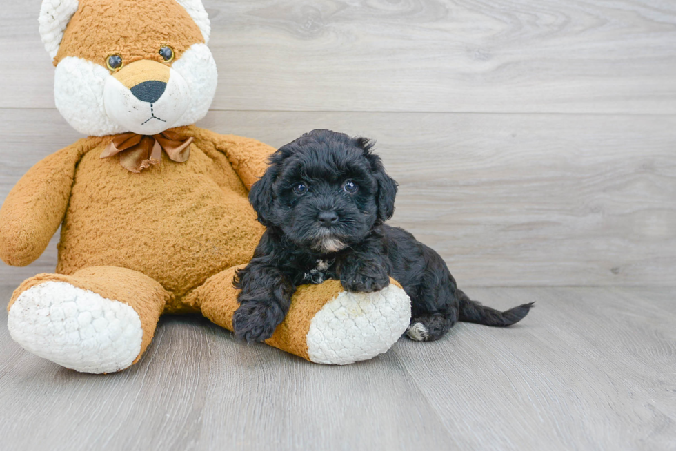 Smart Maltipoo Poodle Mix Pup