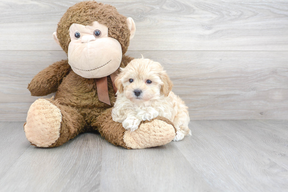 Cute Maltipoo Baby