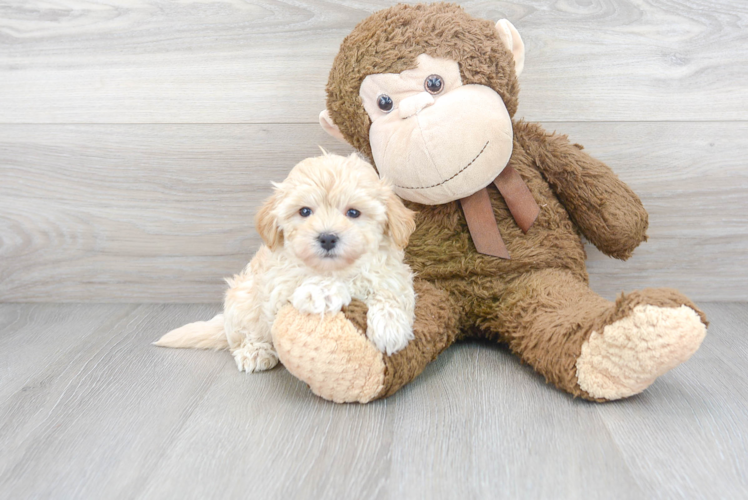 Happy Maltipoo Baby