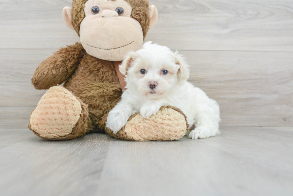 Best Maltipoo Baby