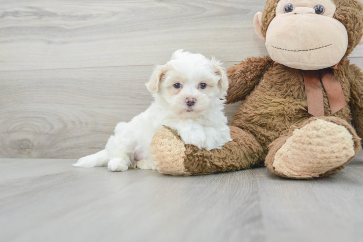Sweet Maltipoo Baby