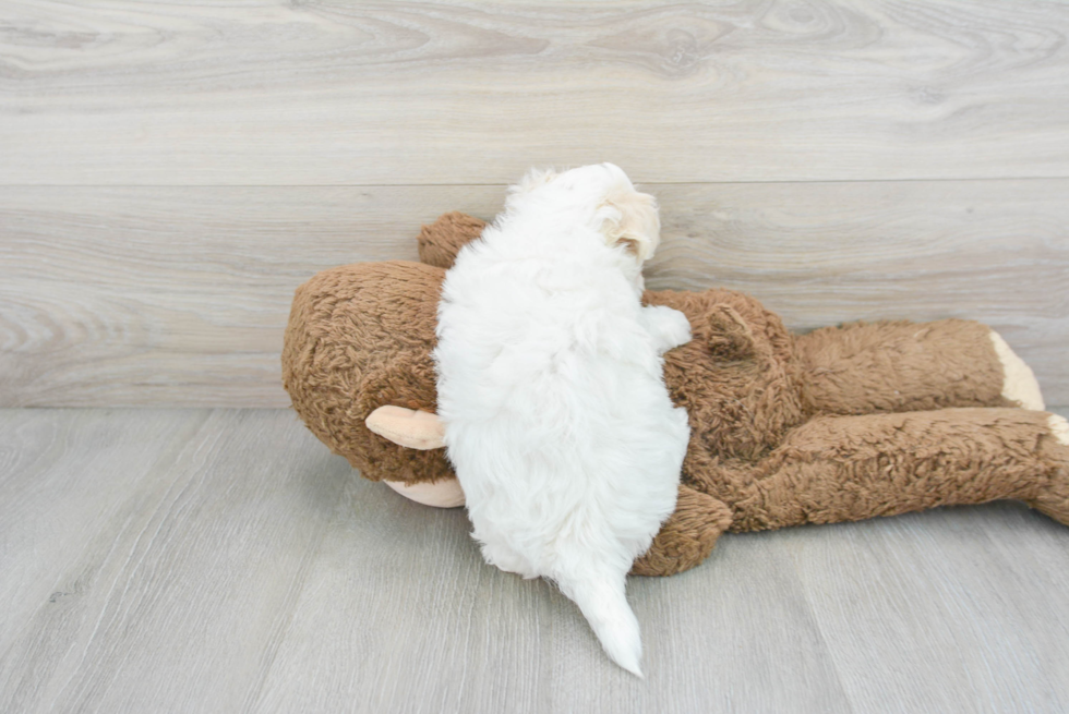 Best Maltipoo Baby