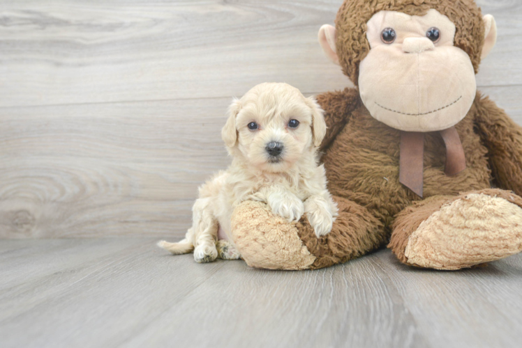 Maltipoo Pup Being Cute