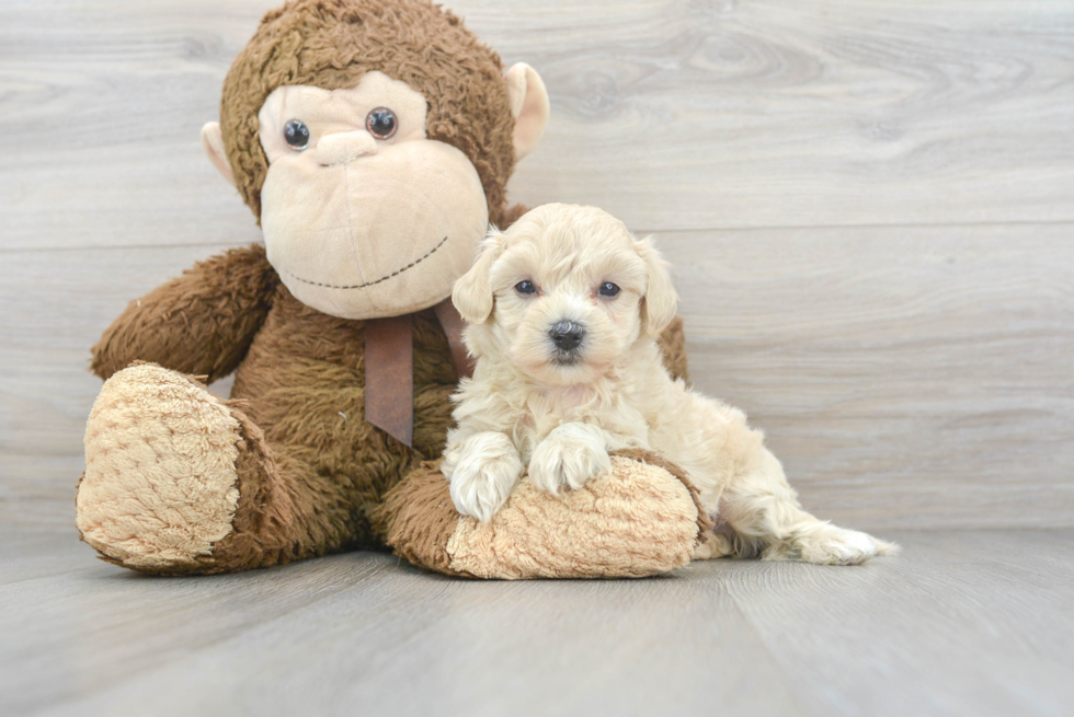 Funny Maltipoo Poodle Mix Pup