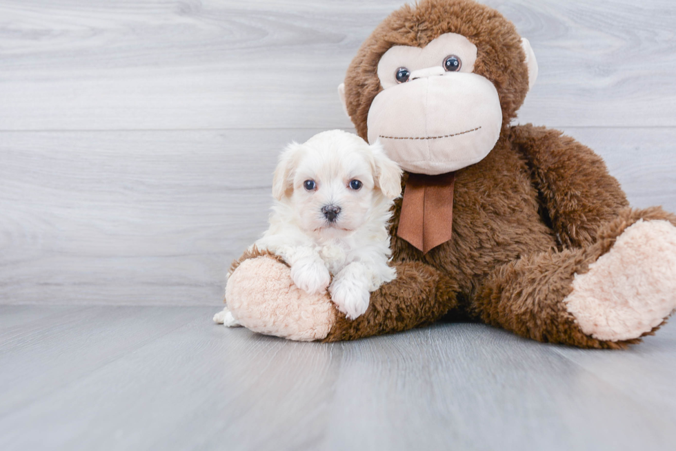 Maltipoo Pup Being Cute