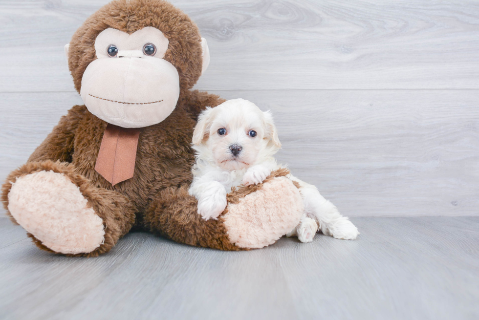 Friendly Maltipoo Baby