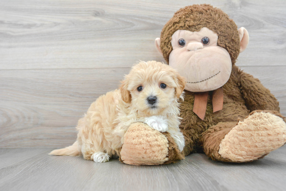 Cute Maltipoo Baby