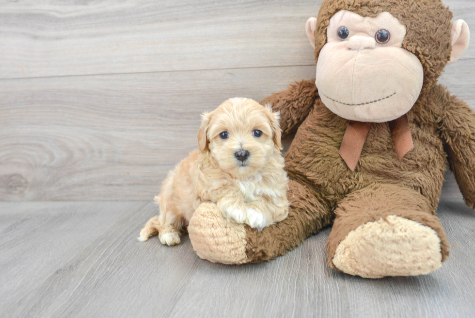 Happy Maltipoo Baby