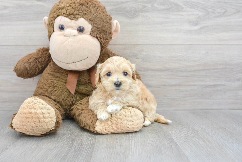 Maltipoo Pup Being Cute