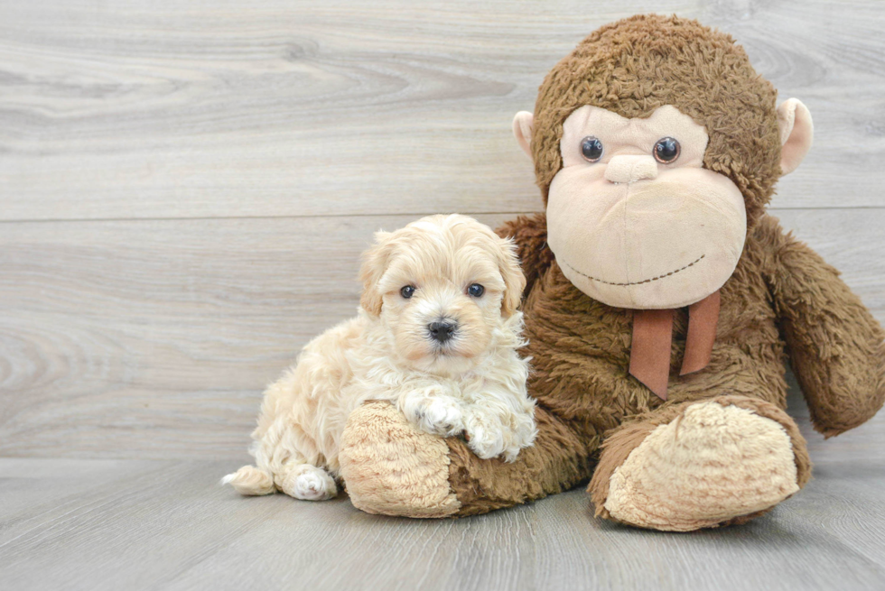 Cute Maltipoo Baby