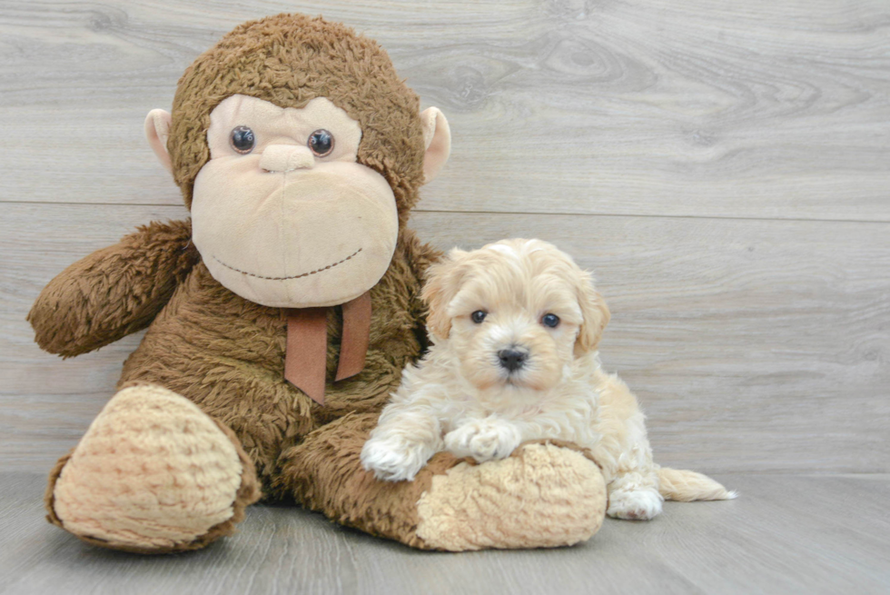 Adorable Maltese Poodle Poodle Mix Puppy