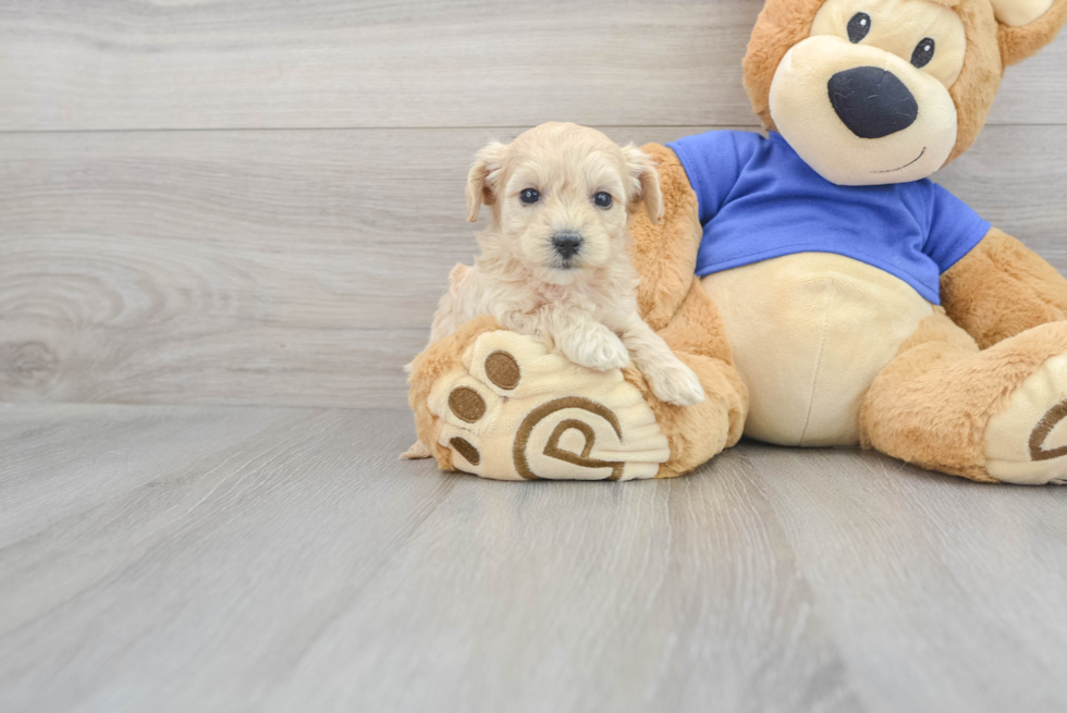 Maltipoo Puppy for Adoption