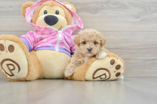 Maltipoo Puppy for Adoption