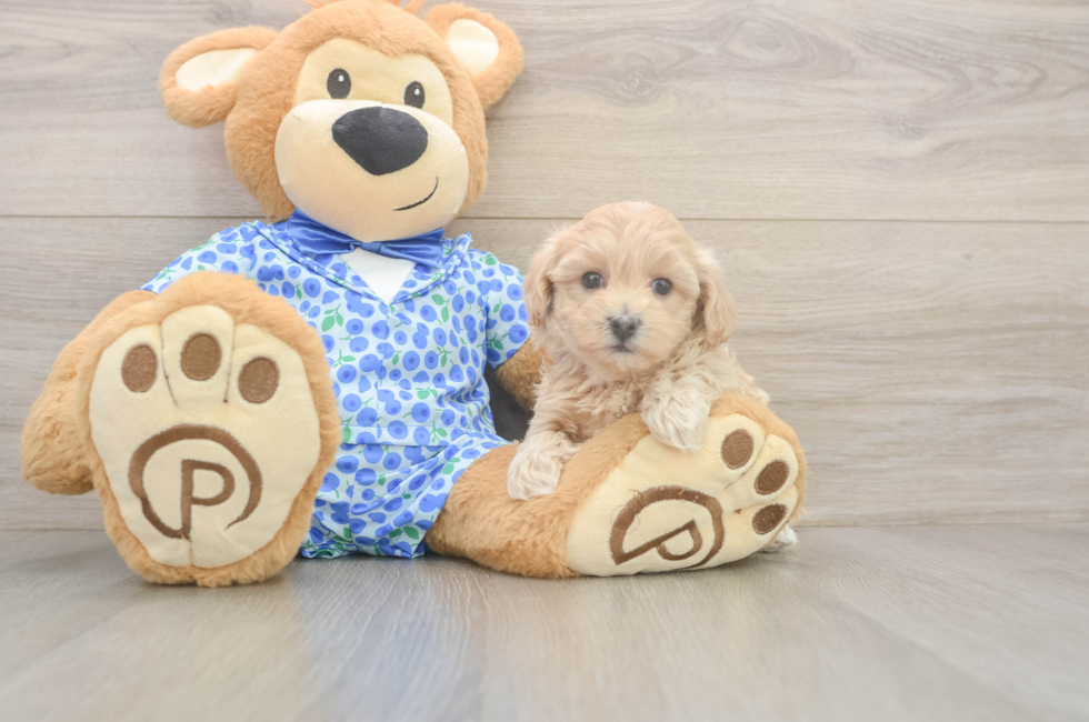 5 week old Maltipoo Puppy For Sale - Premier Pups