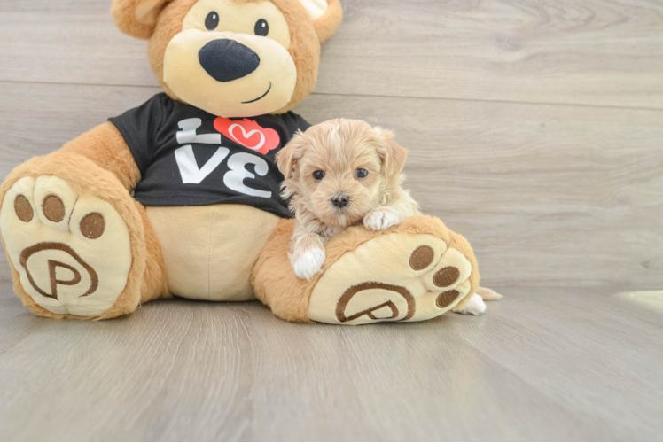 Maltipoo Pup Being Cute