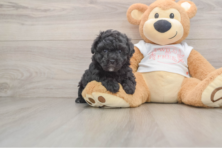 Petite Maltipoo Poodle Mix Pup