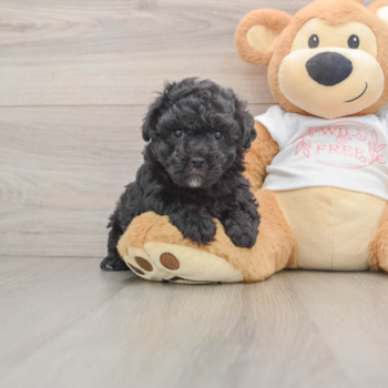 Petite Maltipoo Poodle Mix Pup
