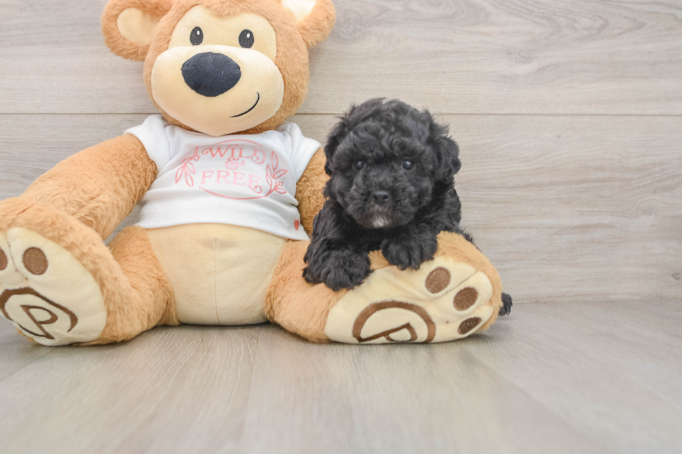 Best Maltipoo Baby