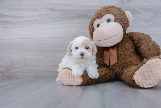 Small Maltipoo Baby