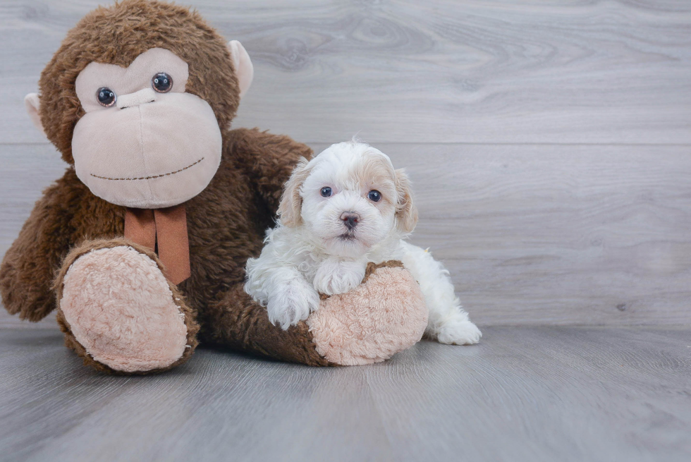 Maltipoo Puppy for Adoption