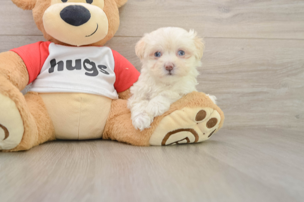 Best Maltipoo Baby