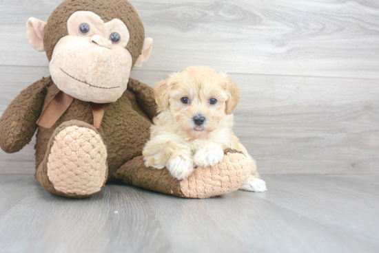 Little Maltepoo Poodle Mix Puppy