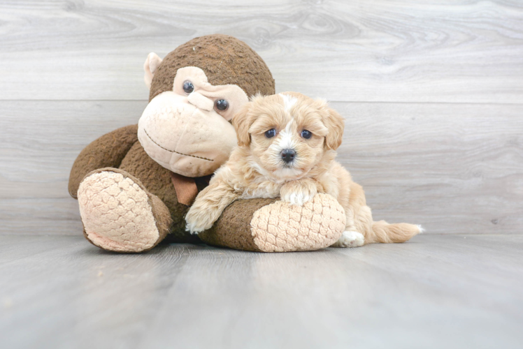 Maltipoo Pup Being Cute