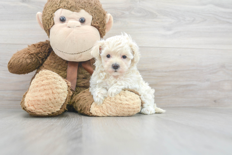 Best Maltipoo Baby