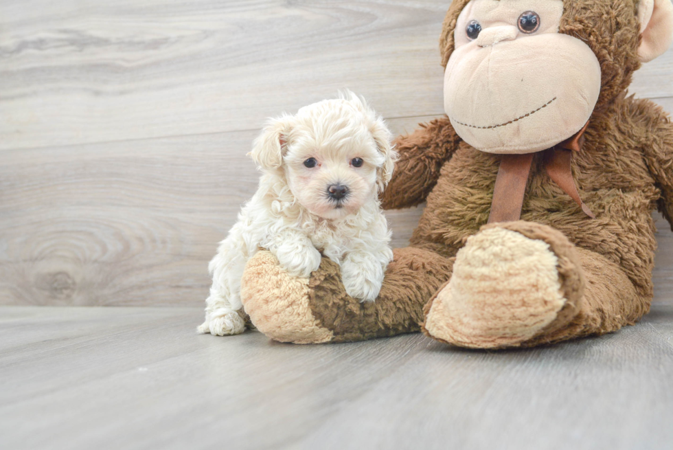 Best Maltipoo Baby