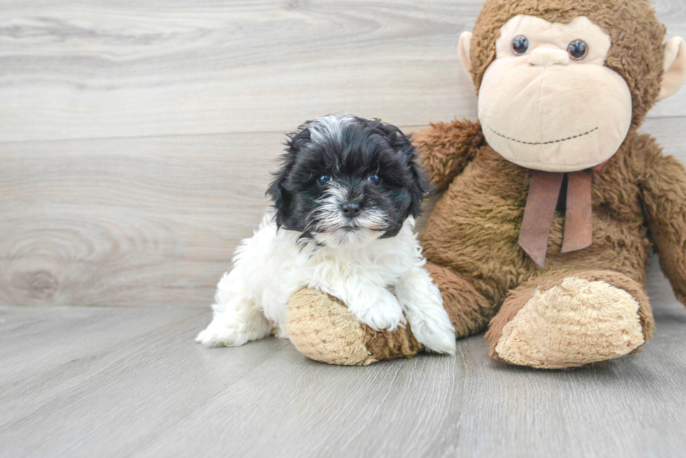 Best Maltipoo Baby