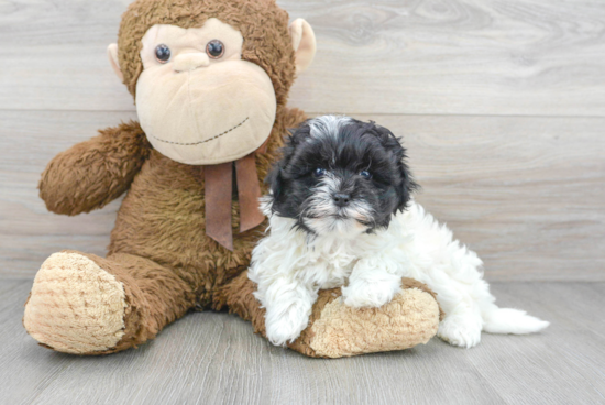 Petite Maltipoo Poodle Mix Pup