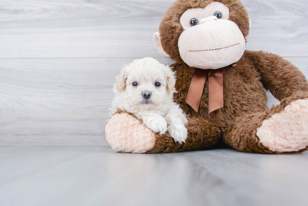 Maltipoo Puppy for Adoption