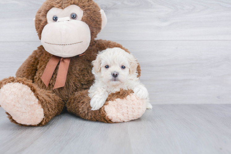 Maltipoo Puppy for Adoption