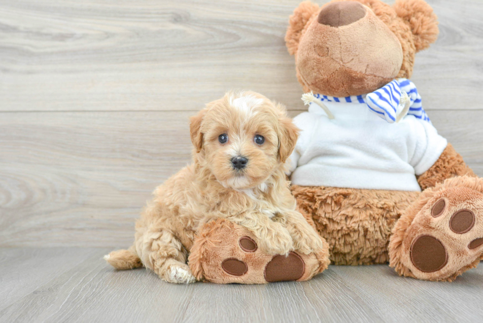 Maltipoo Puppy for Adoption